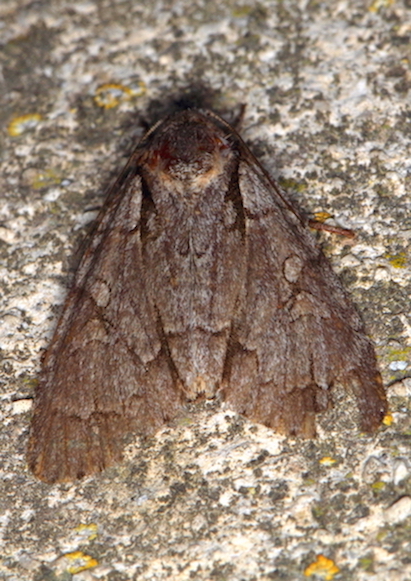 Acronicta sp.